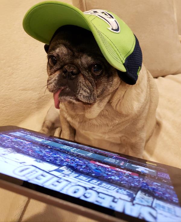 /images/uploads/pug nation rescue of los angeles/pugnation2020/entries/11059thumb.jpg